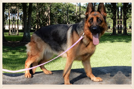 akc german shepherd breeders near me