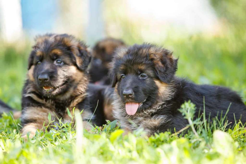 German shepherd breeder