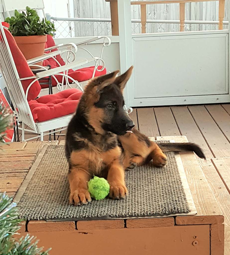 Puppy german shepherd near sales me