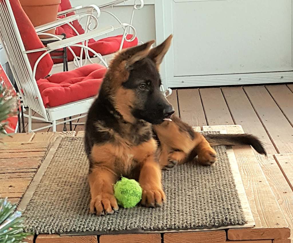 German shepherd breeder