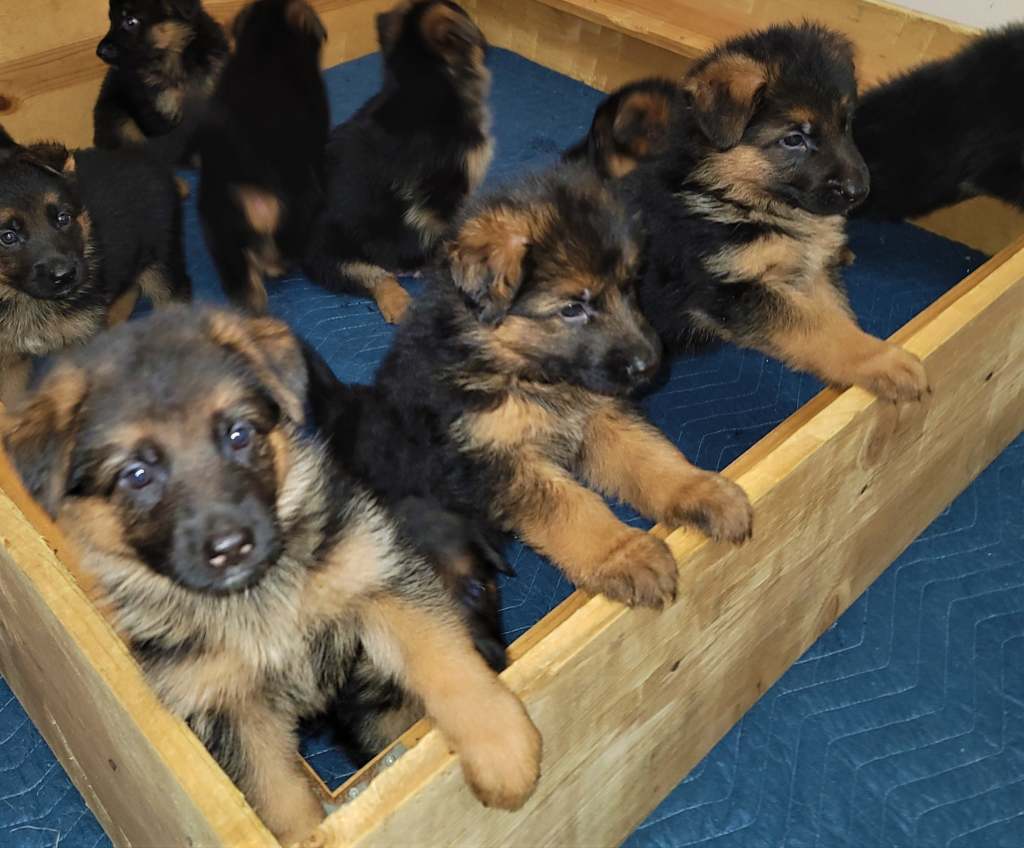 German shepherd breeder