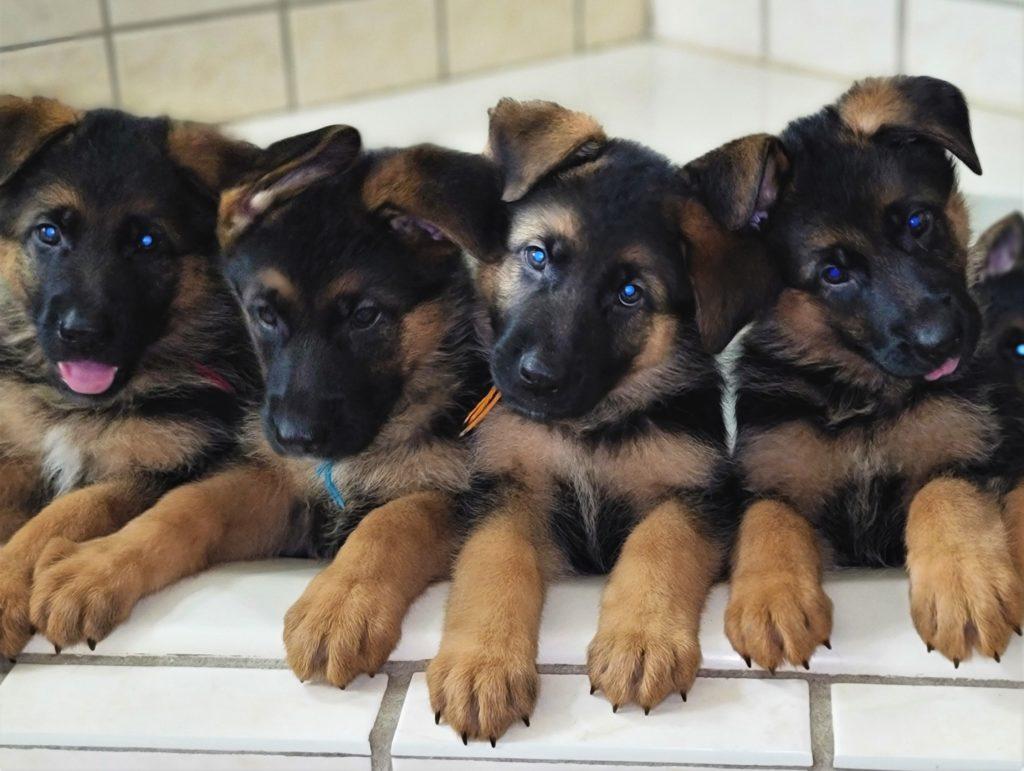 Akc registered german shepherd puppies for sale sale