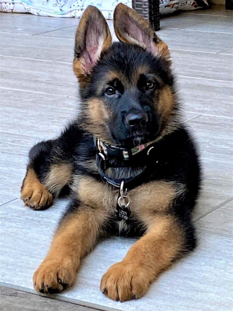 German shepherd puppies store cheap