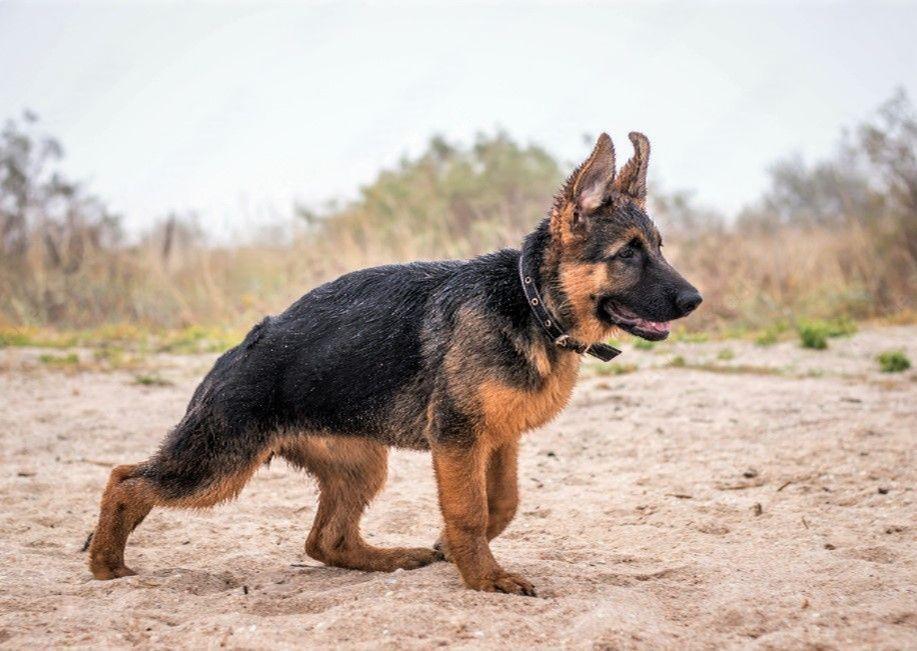 German shepherd breeder