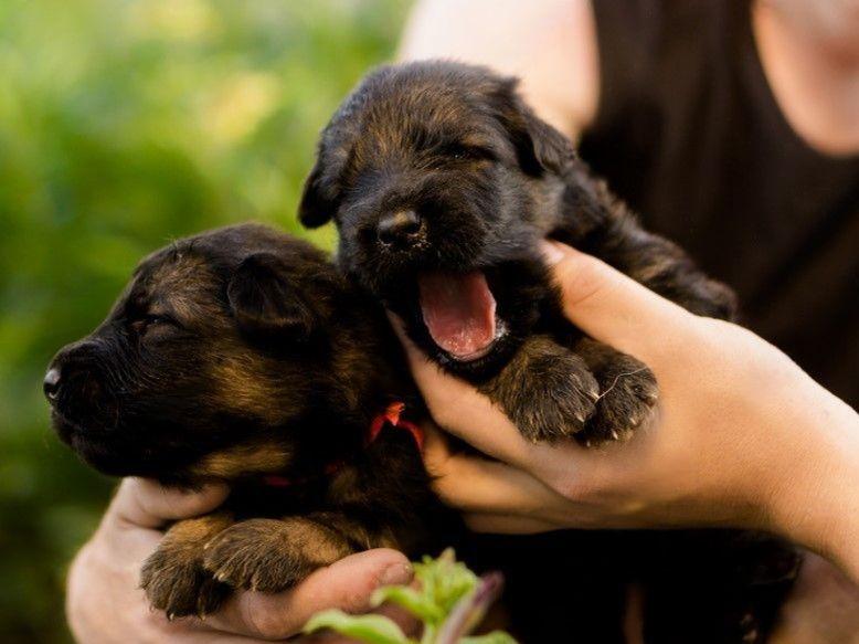 German shepherd breeder-baby's