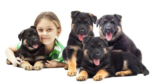 German shepherd breeder