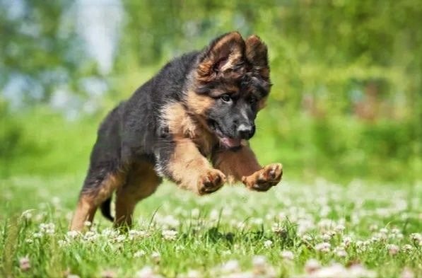 German shepherd breeder