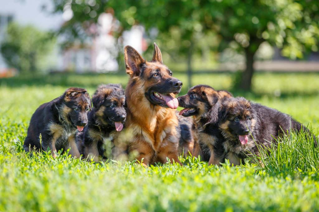 German Shepherd Puppies Available In Tampa German Shepherd Breeder