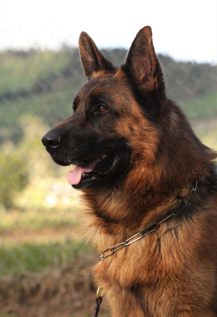 Companion german hot sale shepherd breeders